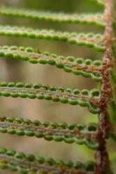 Gleichenia dicarpa. Group B. Sori, each with two sporangia. 
 Image: L.R. Perrie © Te Papa 2012 CC BY-NC 3.0 NZ